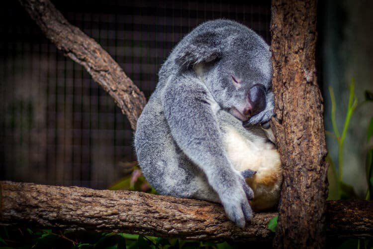 STRUGGLING WITH WEIGHT LOSS? FIX YOUR SLEEP ISSUES
